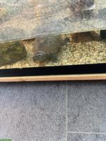 Moschusschildkröte mit Aquarium zu verkaufen