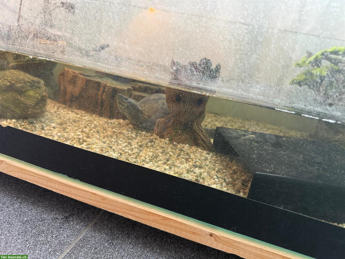 Bild 2: Moschusschildkröte mit Aquarium zu verkaufen