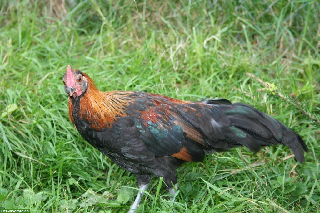 Junger Hahn (Deutsches Zwerghuhn) gratis abzugeben