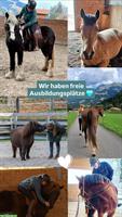 Ausbildung/Beritt 🐴 Erlebe das Besondere