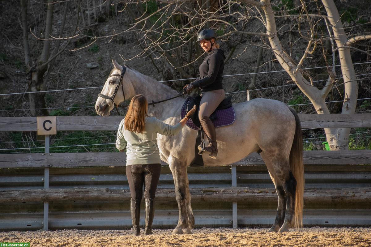Bild 2: Ausbildung/Beritt 🐴 Erlebe das Besondere