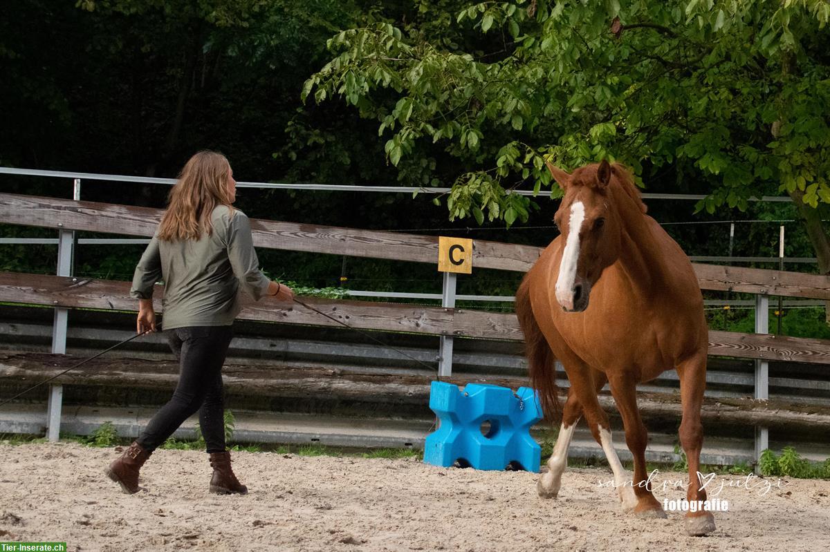 Bild 4: Ausbildung/Beritt 🐴 Erlebe das Besondere