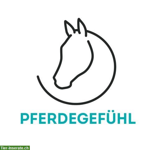 Bild 5: Ausbildung/Beritt 🐴 Erlebe das Besondere