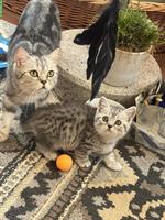 BKH Katzenbabys, weiblich zu verkaufen