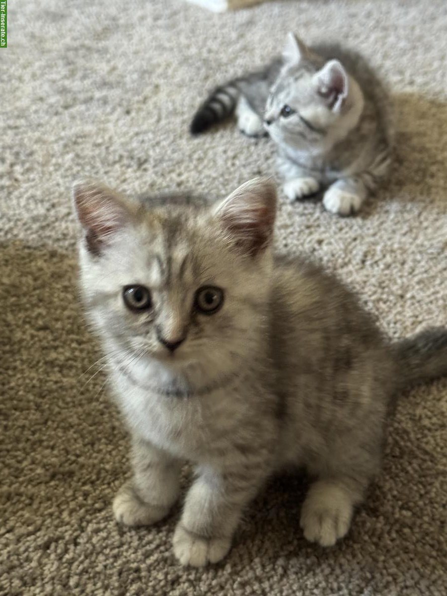 Bild 2: BKH Katzenbabys, weiblich zu verkaufen