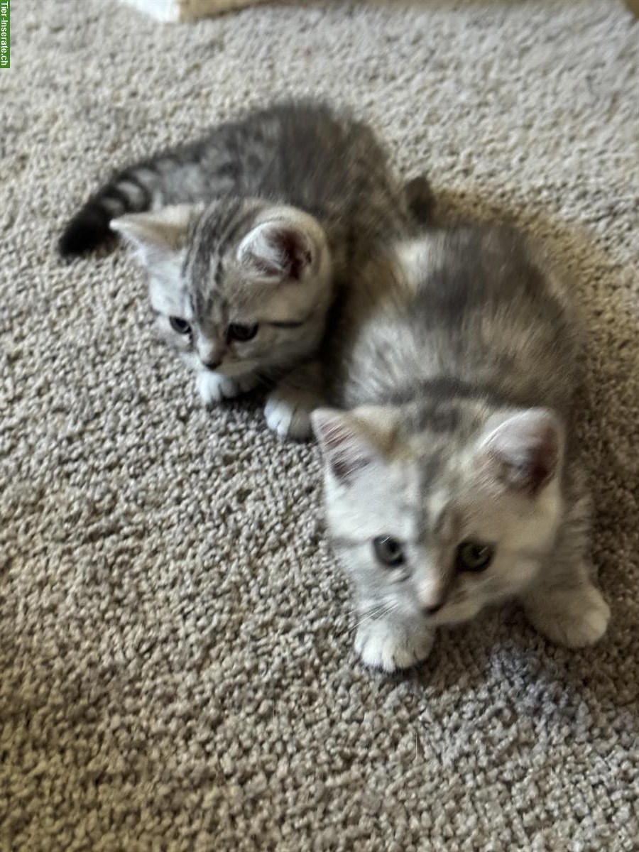 Bild 3: BKH Katzenbabys, weiblich zu verkaufen