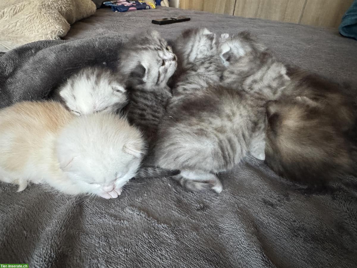 Bild 5: BKH Katzenbabys, weiblich zu verkaufen