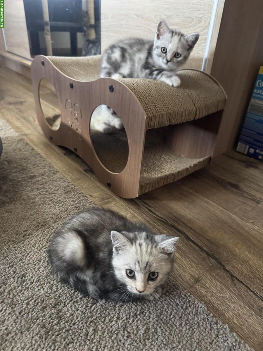 Bild 8: BKH Katzenbaby weiblich zu verkaufen für 650 CHF