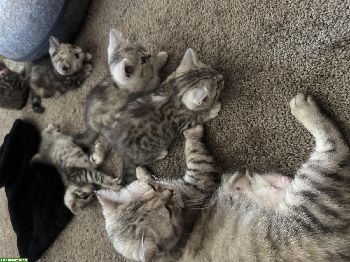 Bild 9: BKH Katzenbaby weiblich zu verkaufen für 650 CHF