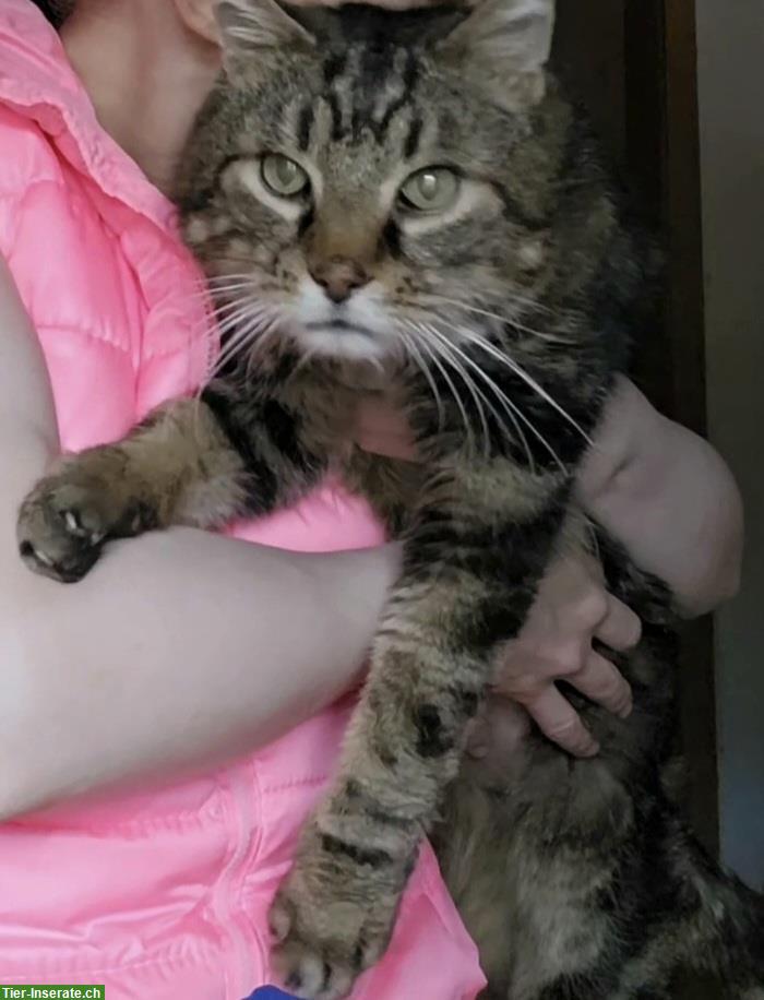Pflegeleichter Kater, sehr lieb abzugeben