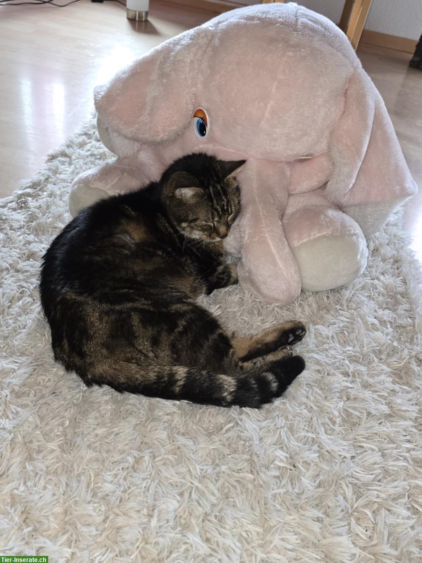 Bild 2: Pflegeleichter Kater, sehr lieb abzugeben