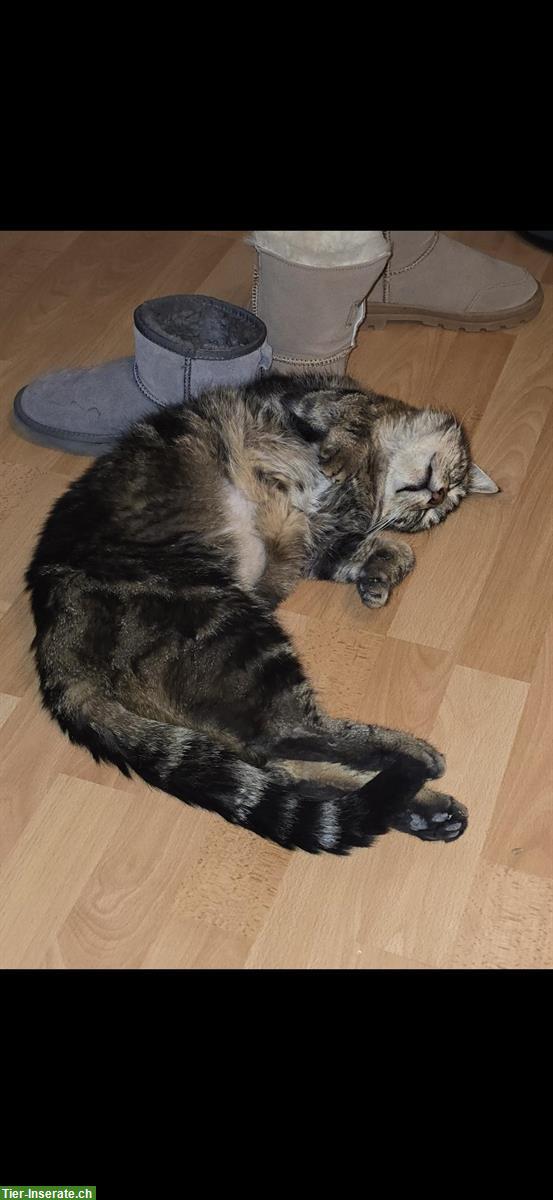 Bild 3: Pflegeleichter Kater, sehr lieb abzugeben