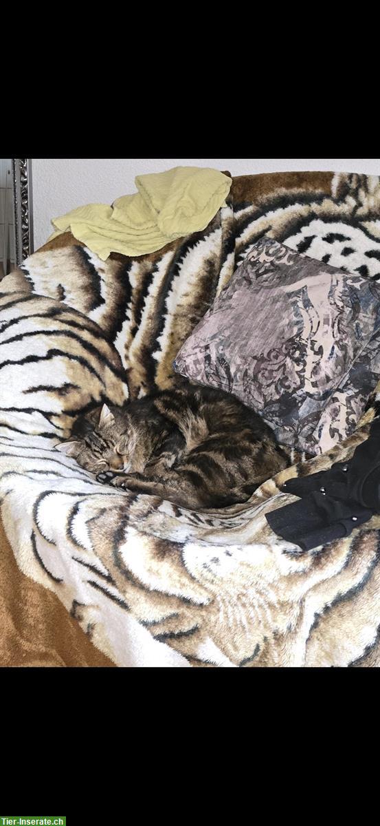 Bild 4: Pflegeleichter Kater, sehr lieb abzugeben