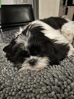 Shih Tzu Rüde, 1-jährig sucht liebes Zuhause