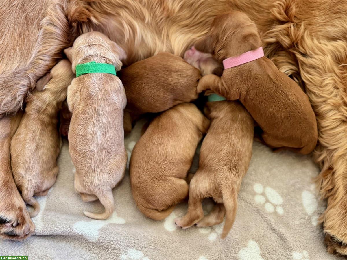 English Cocker Spaniel Welpen abzugeben