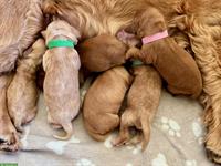 English Cocker Spaniel Welpen abzugeben