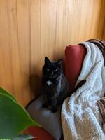 Ältere Katzendame sucht neues Zuhause