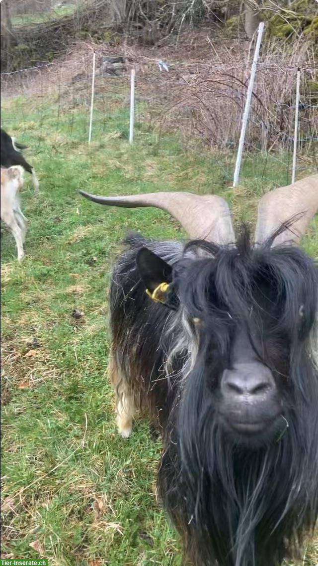 Ziegenbock zum Decken ausleihen