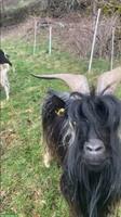 Ziegenbock zum Decken ausleihen