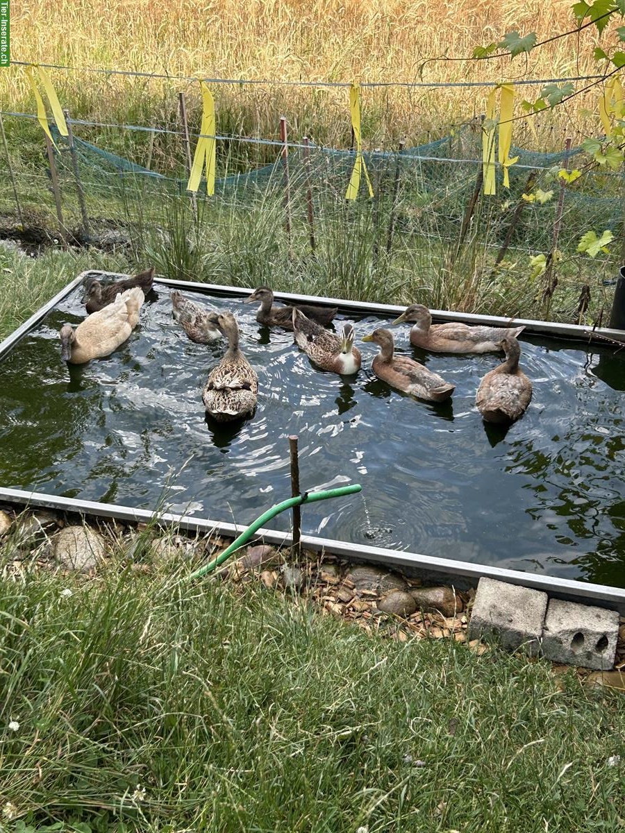 Bild 3: Junge Laufenten aus Naturbrut zu verkaufen