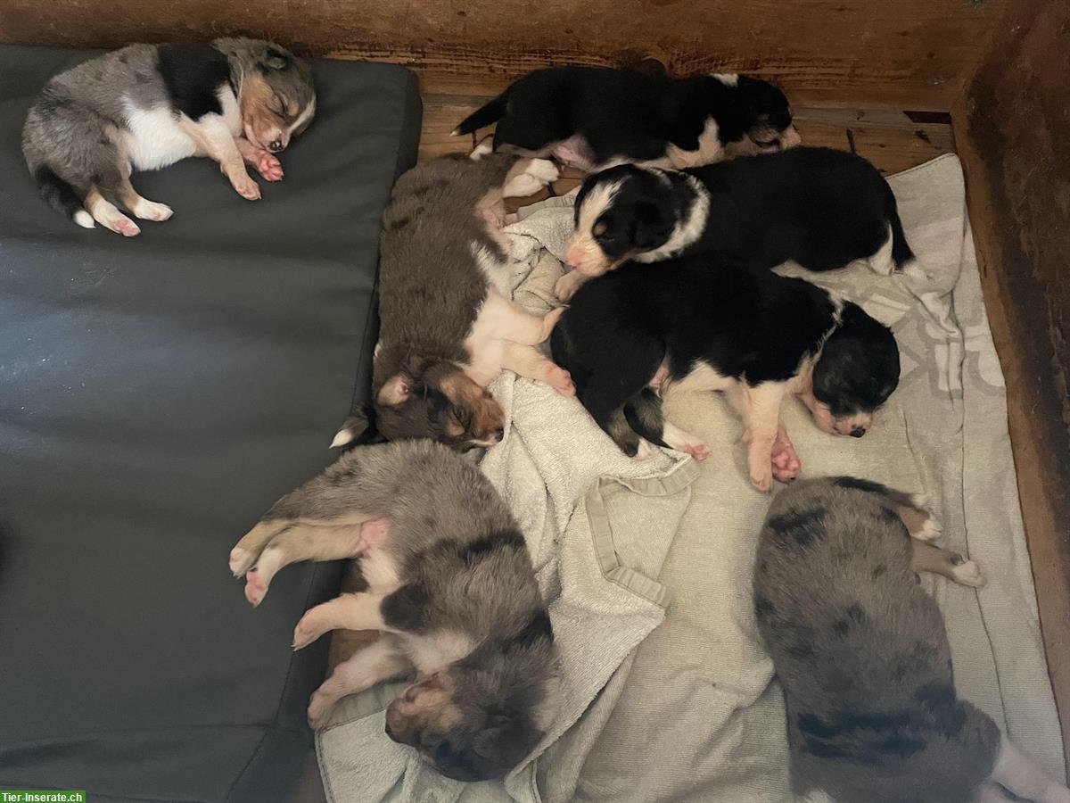 🐶 Aussie / Border Collie Mischlingswelpen