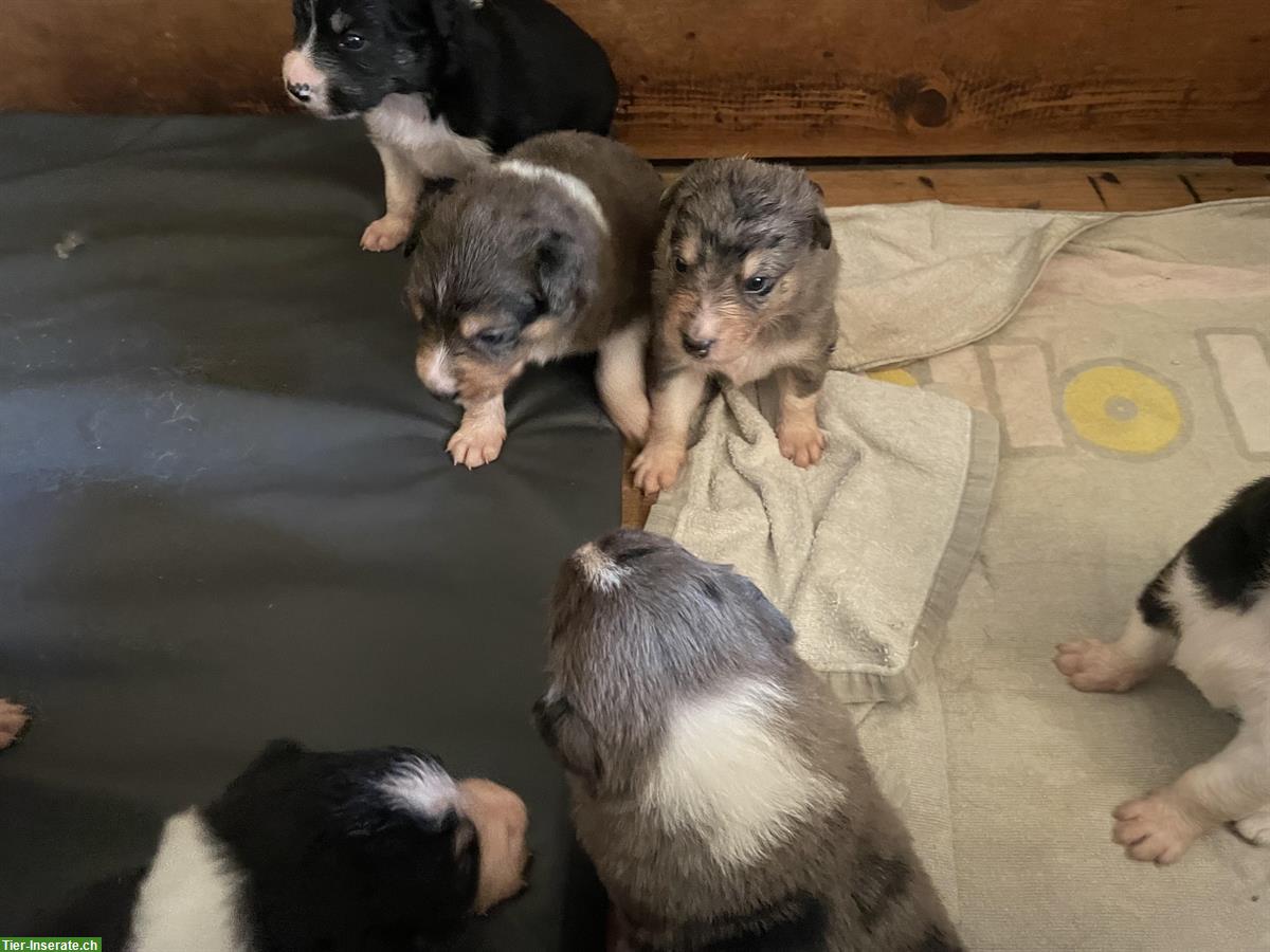 Bild 3: 🐶 Aussie / Border Collie Mischlingswelpen