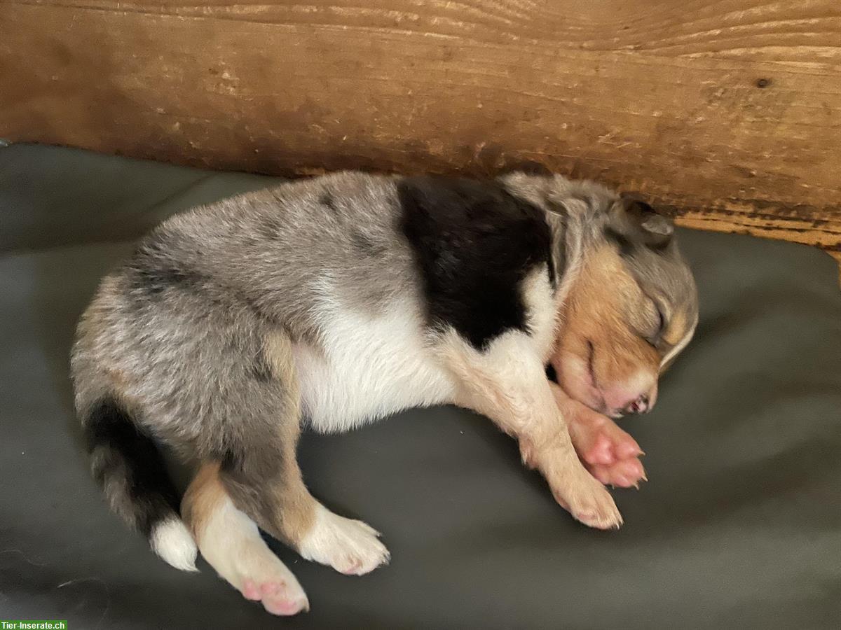 Bild 4: 🐶 Aussie / Border Collie Mischlingswelpen