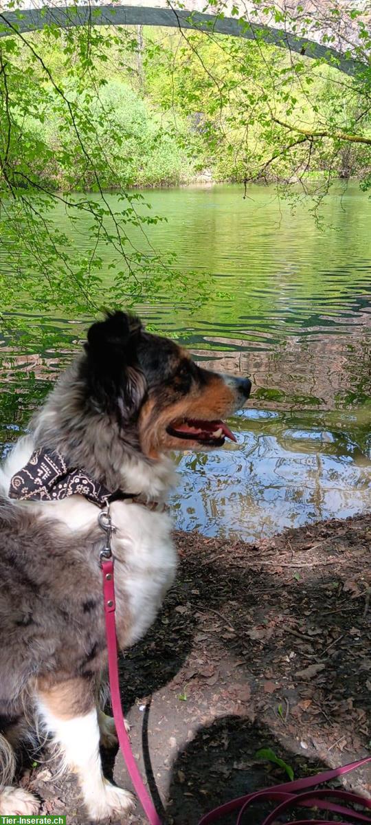 Bild 5: 🐶 Aussie / Border Collie Mischlingswelpen