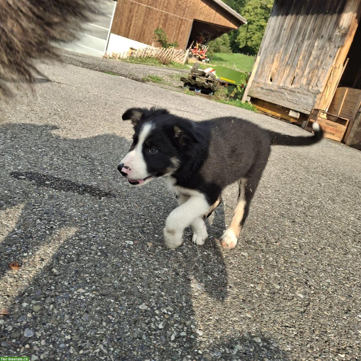 Bild 6: 🐶 Aussie / Border Collie Mischlingswelpen