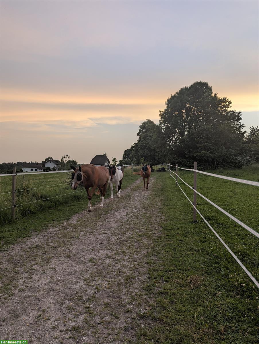 Bild 3: Naturnaher Offenstall in Oberdorf SO