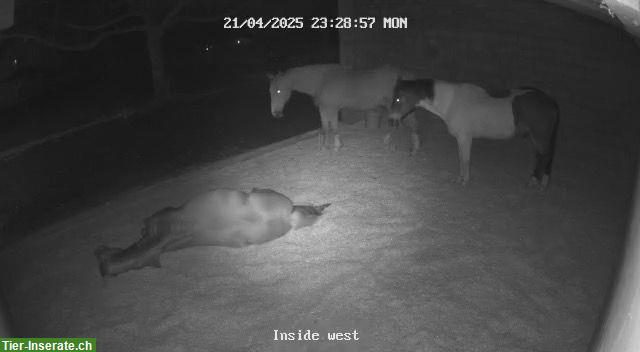 Bild 4: Naturnaher Offenstall in Oberdorf SO