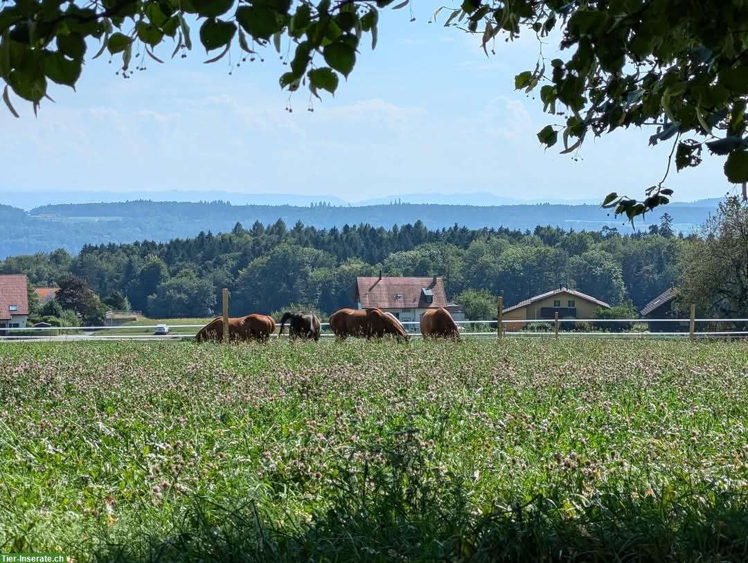 Bild 5: Naturnaher Offenstall in Oberdorf SO