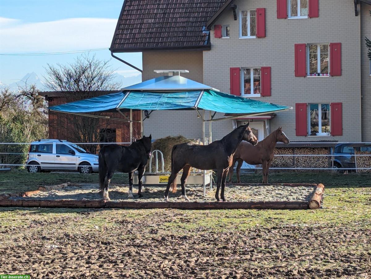Bild 6: Naturnaher Offenstall in Oberdorf SO