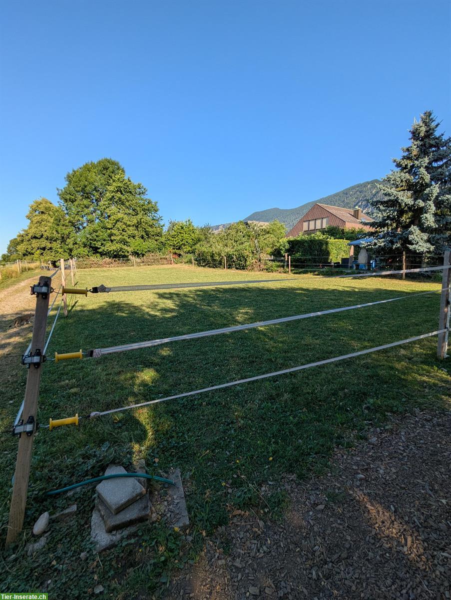 Bild 7: Naturnaher Offenstall in Oberdorf SO