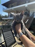 Mister Grace - ein kleine Kater, wo gehör ich hin?