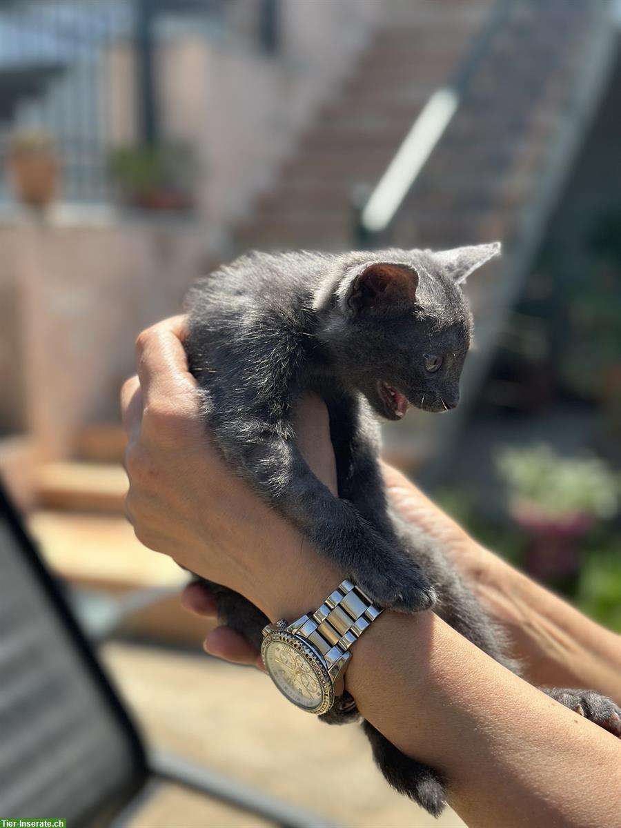 Bild 2: Mister Grace - ein kleine Kater, wo gehör ich hin?