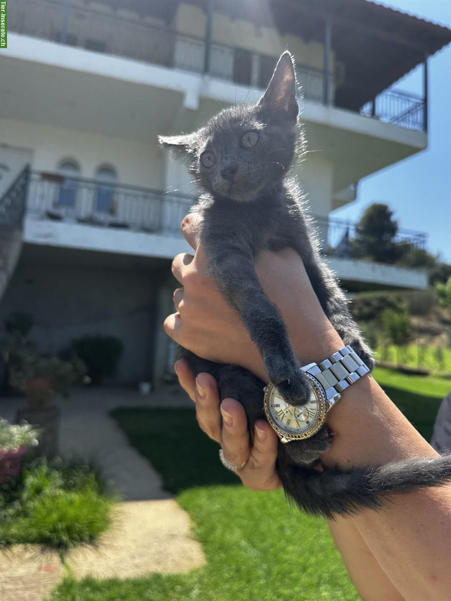 Bild 3: Mister Grace - ein kleine Kater, wo gehör ich hin?