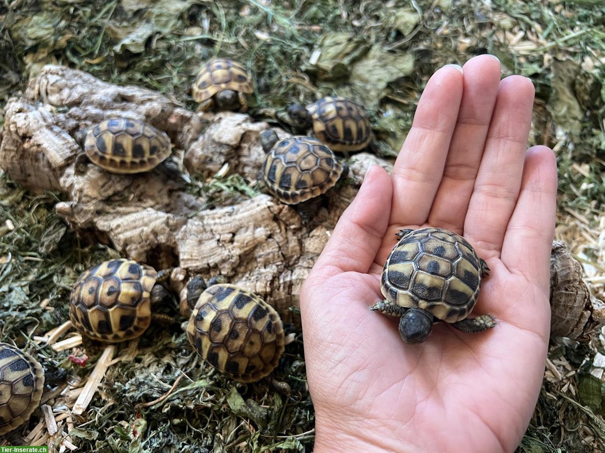 Griechische Landschildkröten Babys