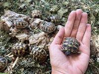 Griechische Landschildkröten Babys