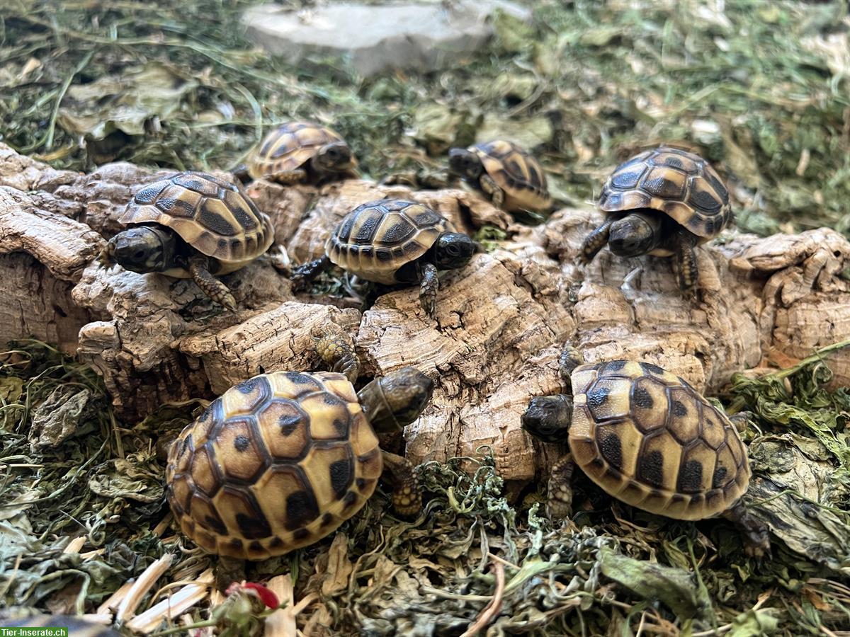 Bild 2: Griechische Landschildkröten Babys