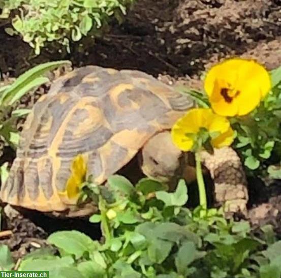 Bild 2: Farrah THH Weibchen, Griechische Landschildkröte