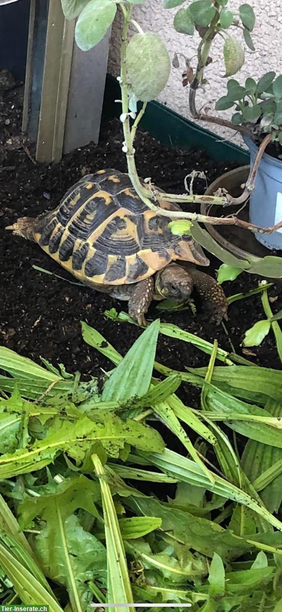 Bild 3: Farrah THH Weibchen, Griechische Landschildkröte