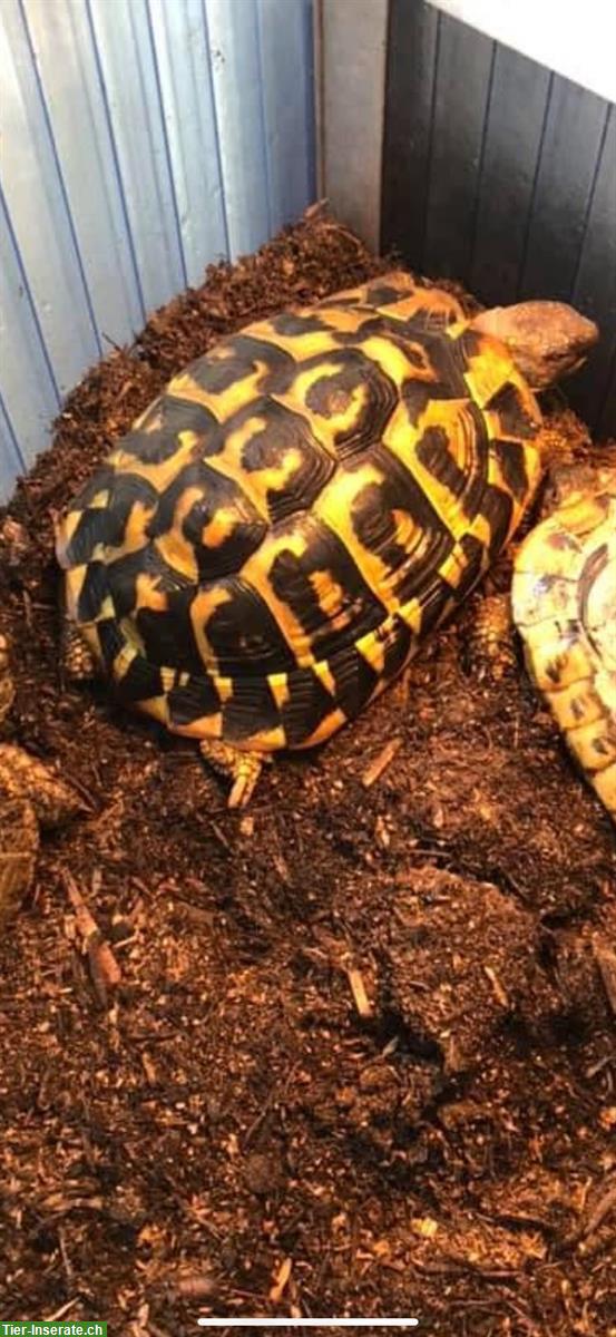Bild 4: Farrah THH Weibchen, Griechische Landschildkröte