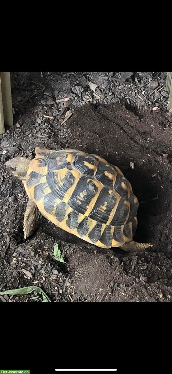 Bild 5: Farrah THH Weibchen, Griechische Landschildkröte