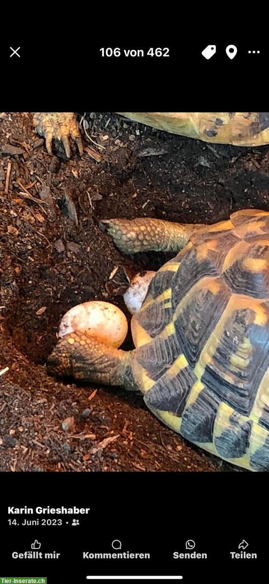 Bild 7: Farrah THH Weibchen, Griechische Landschildkröte