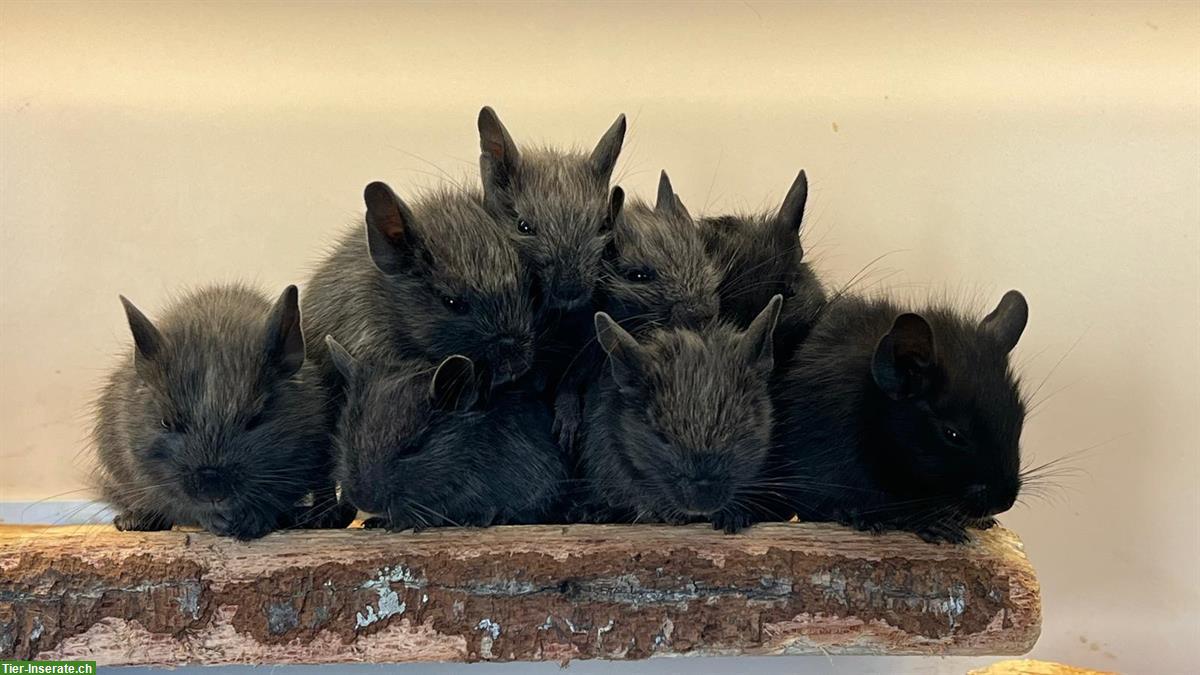 Gesunde Degus Babys abzugeben