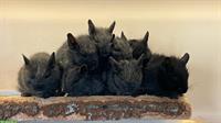 Gesunde Degus Babys abzugeben