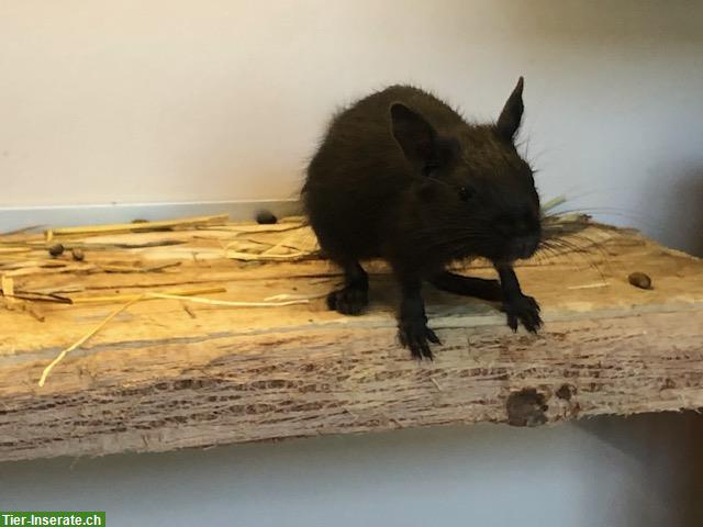 Bild 2: Gesunde Degus Babys abzugeben
