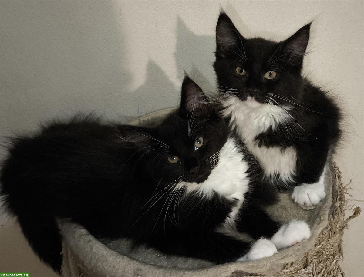 Maine Coon Kitten Black/White