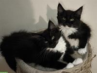 Maine Coon Kitten Black/White